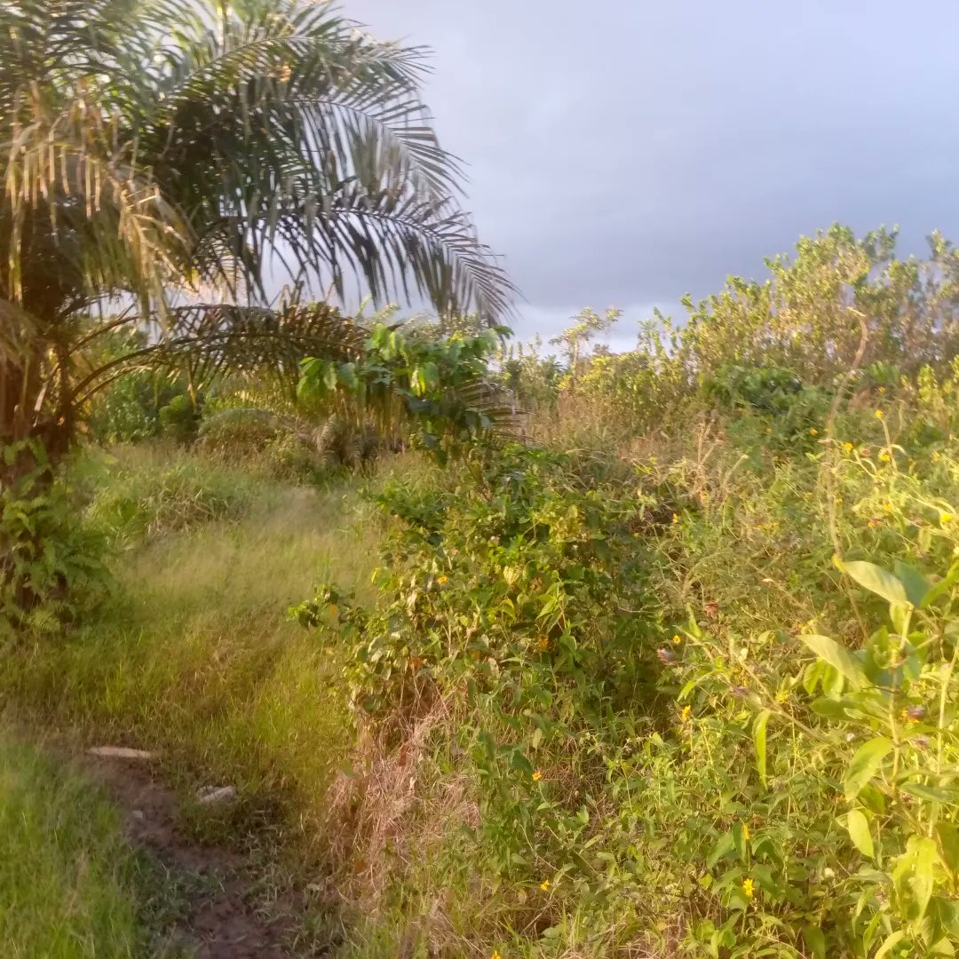 JkcCompany's tweet photo. This property is for sale inside Western region - Takoradi
Main location ,Busua and is it 2km from the beach
This land is over 200 acres
There is water, light around and also a road side land
Real estate companies and other building project
DM +233549846182 or DM  @Quasi_Cyprus https://t.co/KD6NNtthIH