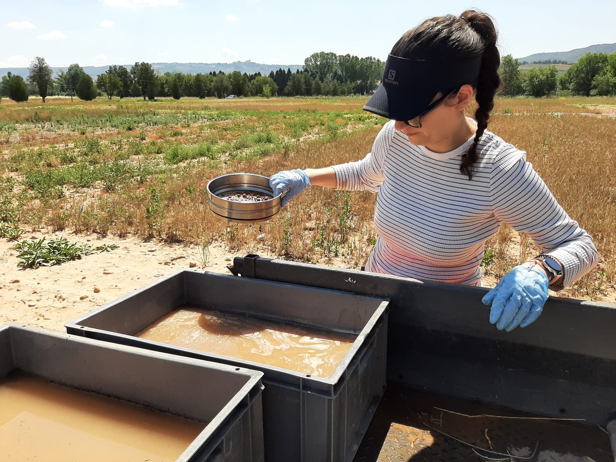 Root sampling for @ale_trinchera in the @AGROECOseqC team at #INIA_LaCanaleja. Hard work with this hot! Thanks Miguel Ángel and @paulalilloo! 
@EJPSOIL @INIA_es @CSIC