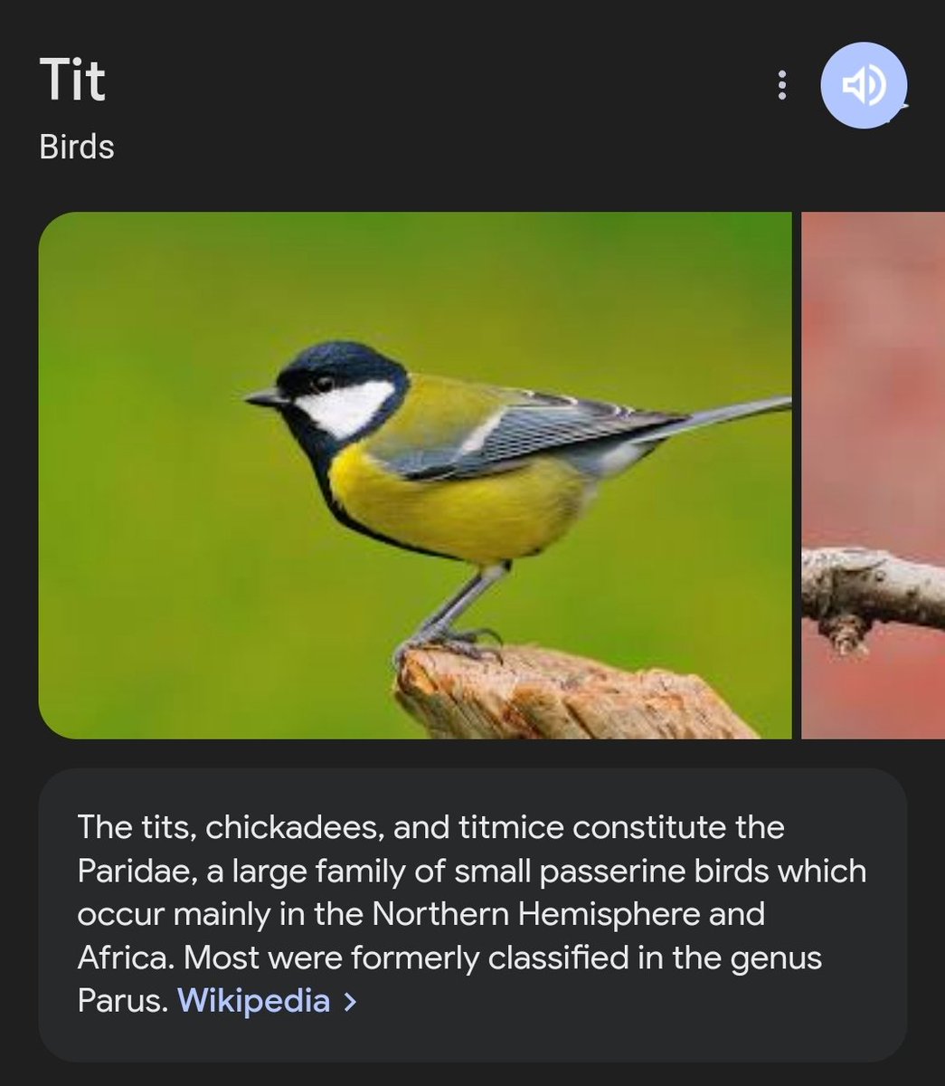 IssDraco's tweet image. I love tits 🤷🏽