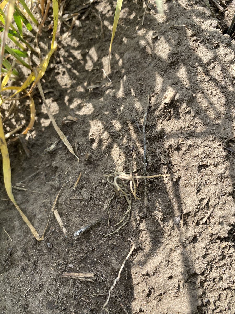 Jetski_15's tweet photo. Sneak peak of new broadleaf chemistry coming. Roasting big kochia, buckwheat and Russian thistle. Photos taken 8 DAA 👀 https://t.co/dp6bi55zTM
