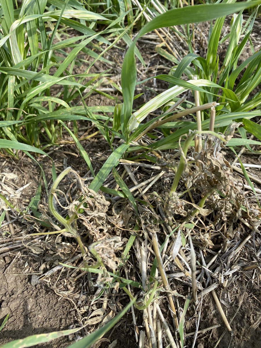 Sneak peak of new broadleaf chemistry coming. Roasting big kochia, buckwheat and Russian thistle. Photos taken 8 DAA 👀