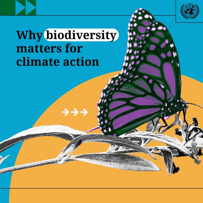 🌍🌿Healthy ecosystems can provide 37% of the mitigation needed to limit global temperature rise. Damaged ecosystems release carbon instead of storing it. ⤵️

More on #BiodiversityClimateScience: 📗 ipbes.net/events/ipbes-i……

Via <a href="/UN/">United Nations</a>