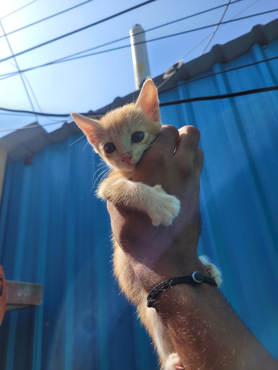 sathwiktweets's tweet photo. 🐾 Seeking a loving home for these two adorable kittens! 🏡🐱 
Dewormed and litter trained.
DM for more details!
Location: BTM Layout
Contact: 9632832391, 8618680159

#AdoptDontShop #KittensForAdoption #Bengaluru #btmlayout #koramangala https://t.co/jA6QC6Tmzm
