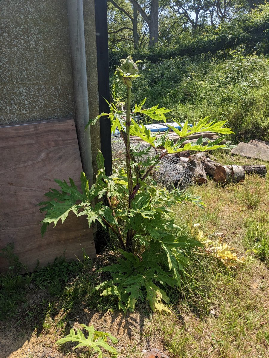 Always have to be on guard when working around flora and fauna #GiantHogWeed the advice is stay well clear if you have exposed skin. woodlandtrust.org.uk/blog/2022/06/g…