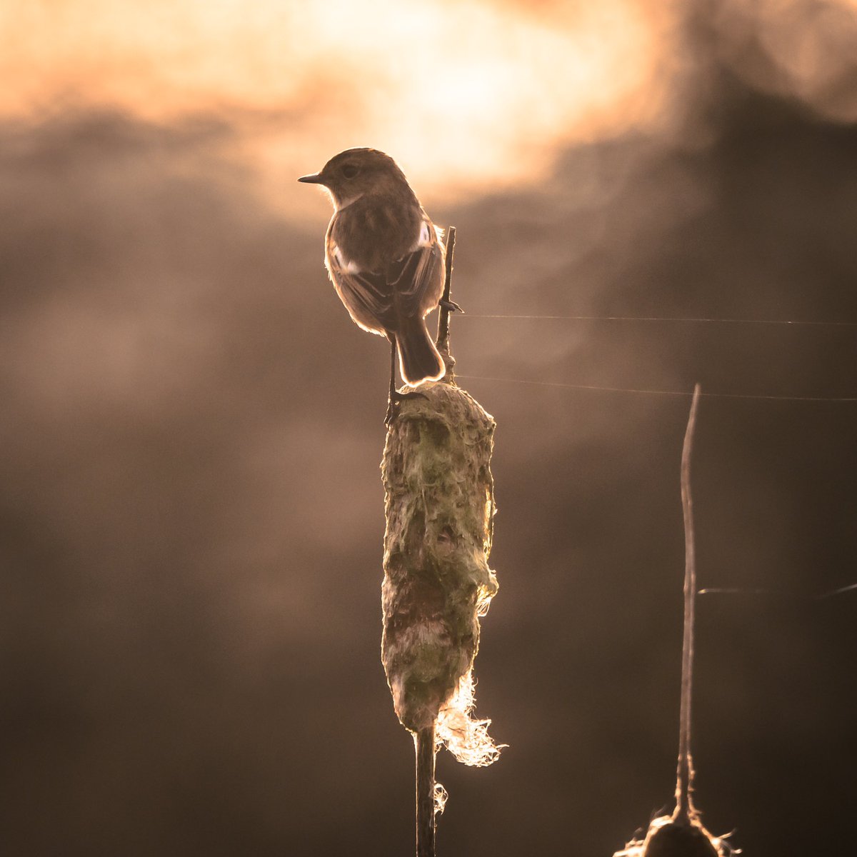 Robin Rowe tweet media