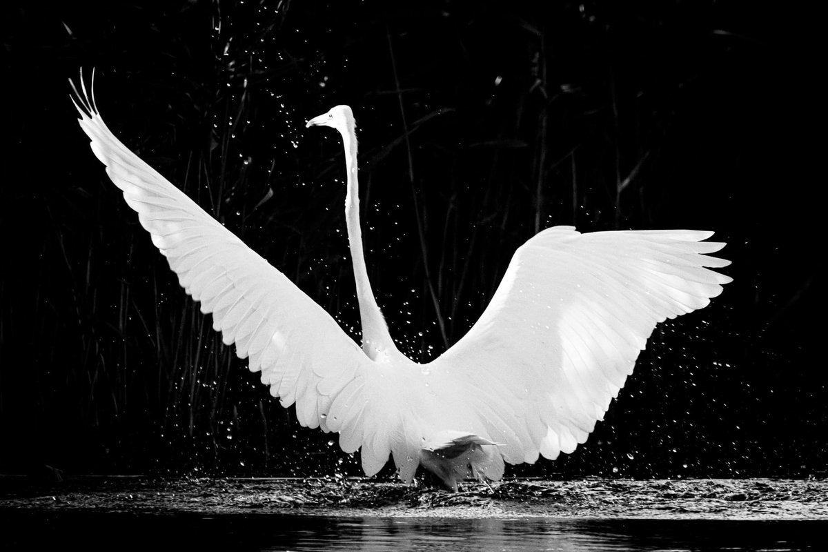 Robin Rowe tweet media