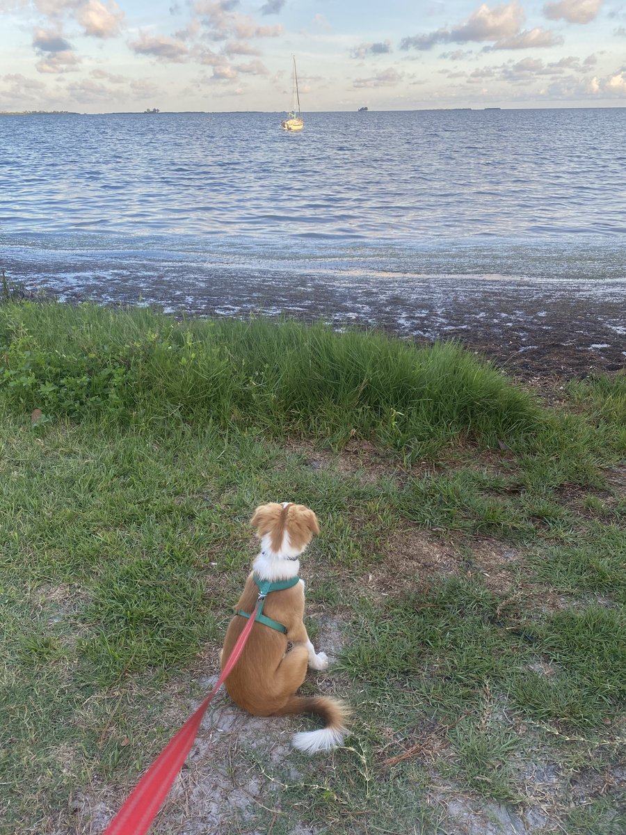 "Where did I put that damn bone..."