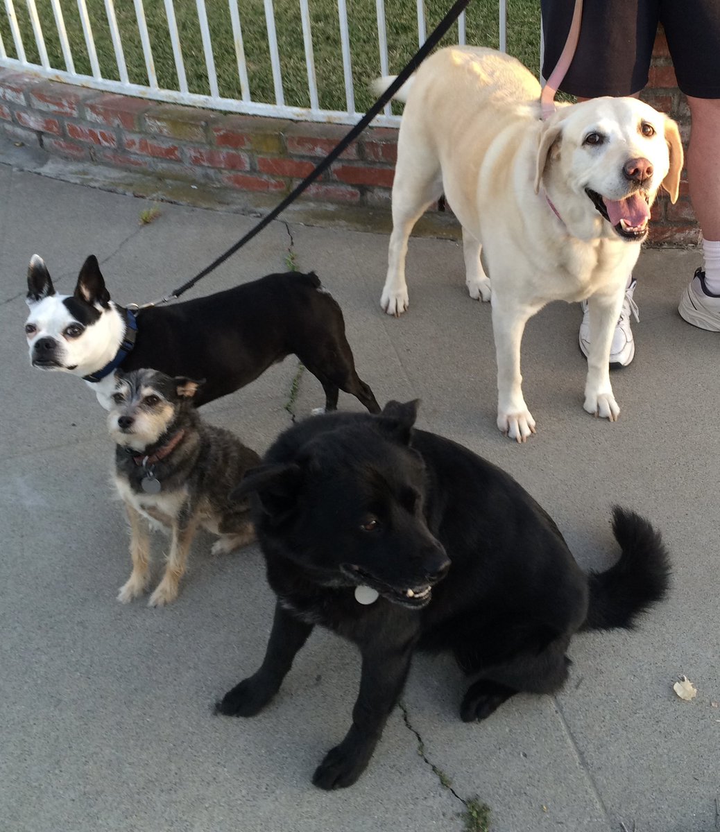 🌈❤️🐾🐾 Remembering the neighborhood pack and imagining them all reunited over the 🌈 bridge. Gomez, Howie, Gracie and Happy💕#ThrowbackThursday #rainbowbridge #dogsoftwitter #DogsOnTwitter