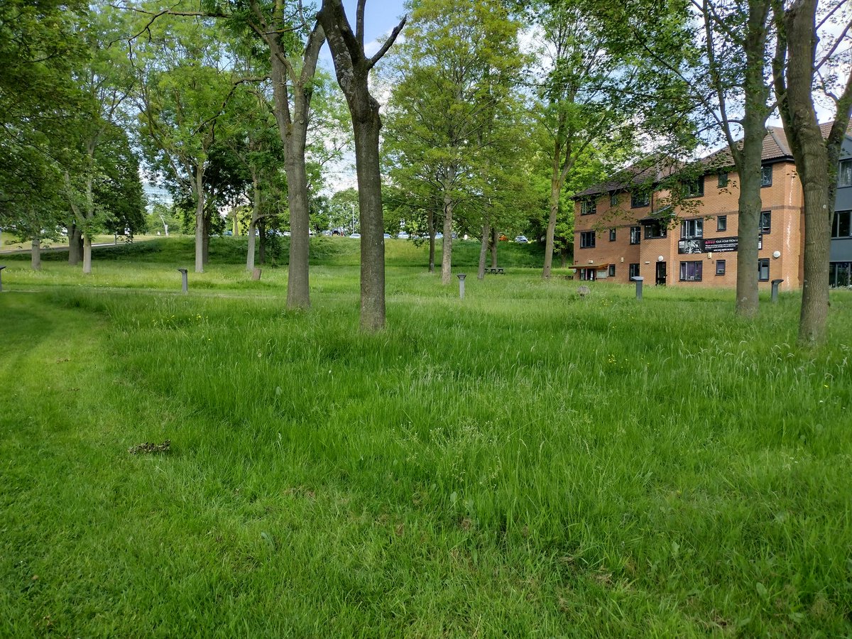 Relaxing the mowing on parts of the @DerbyUni campus and look what appears! Not one, but two Common spotted orchids #biodiversity #universityCampus @DerbyUnion @derbyunistudent