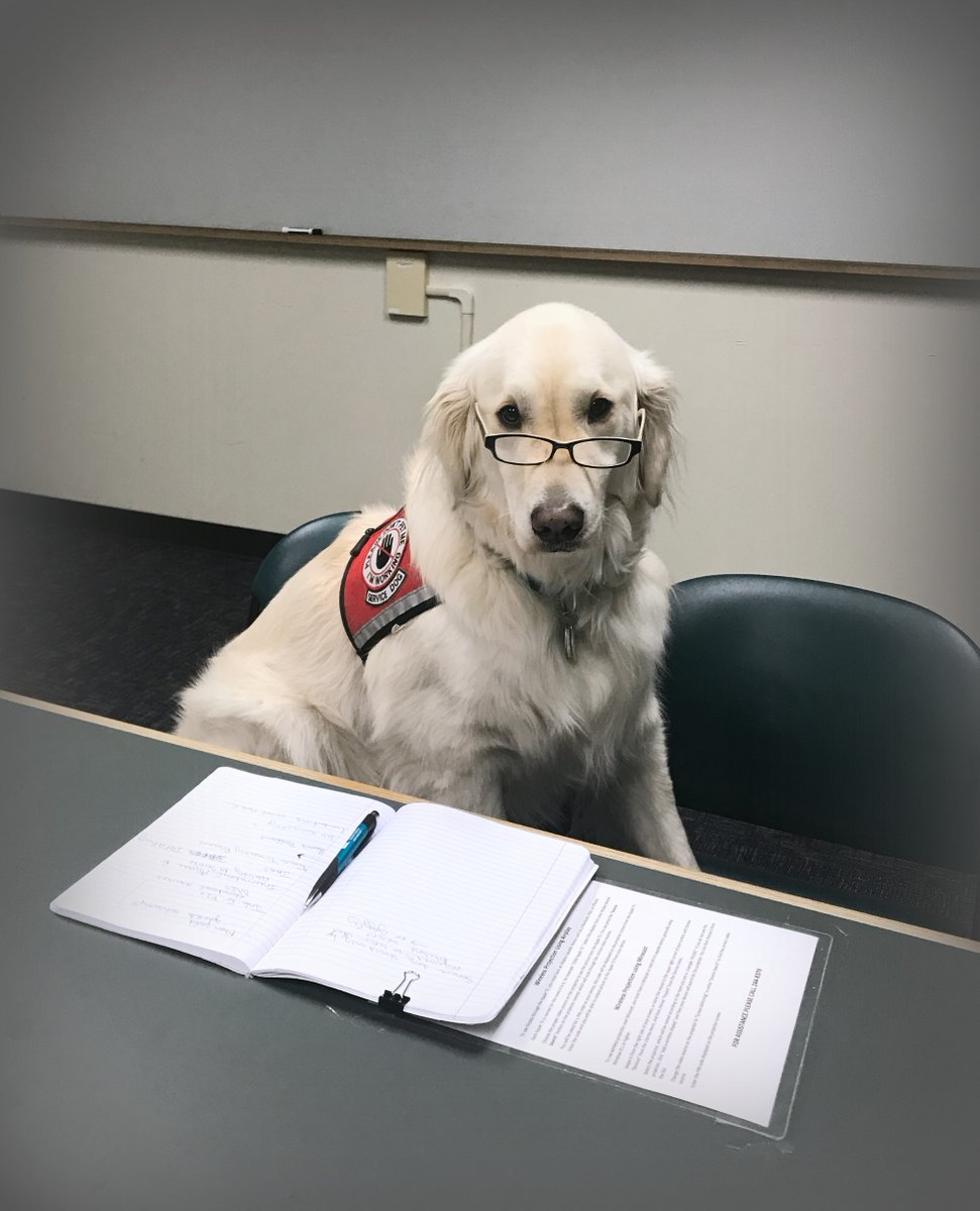 sampson_dog's tweet photo. @dog_rates Undivided attention and ready to take notes! https://t.co/tcgv3TG1Ys