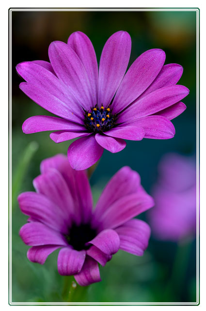 A pair of #Cape #Marguerite #flowers soaking up the #summer #sun in a #garden in #Cheshire. These #purple #petals are a #welcome #sight in any #gardeners #plan. #flowerphotography #Macro #macrohour #photography #plantphoto #natureisbeautiful See more at darrensmith.org.uk