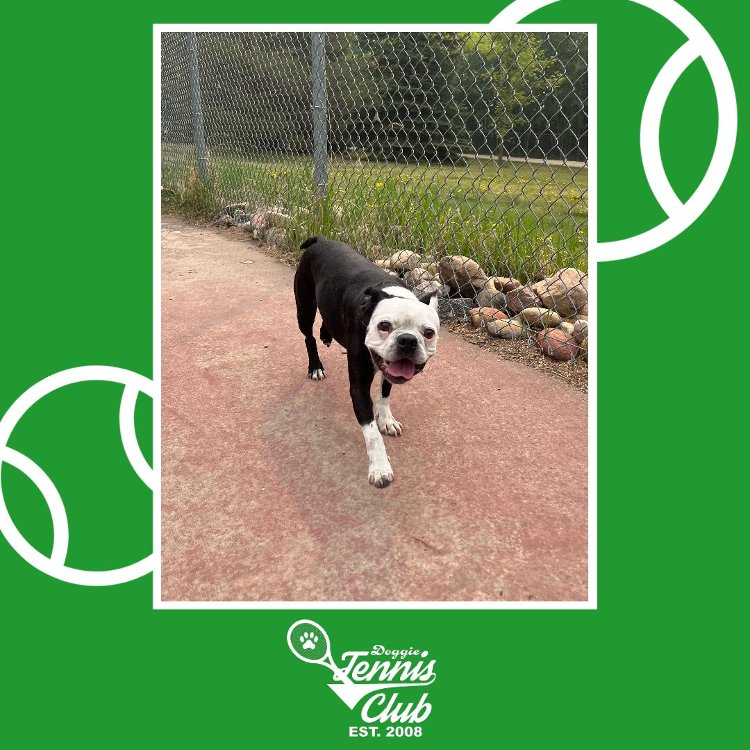 Winston putting in work on the court! 🎾🐾

#TheRanchPetCare #barknride #SturgeonCounty #StAlbert #YEG #dogsofinstagram #doggydaycare #dogdaycare #dogs #yegpets #doggietennisclub