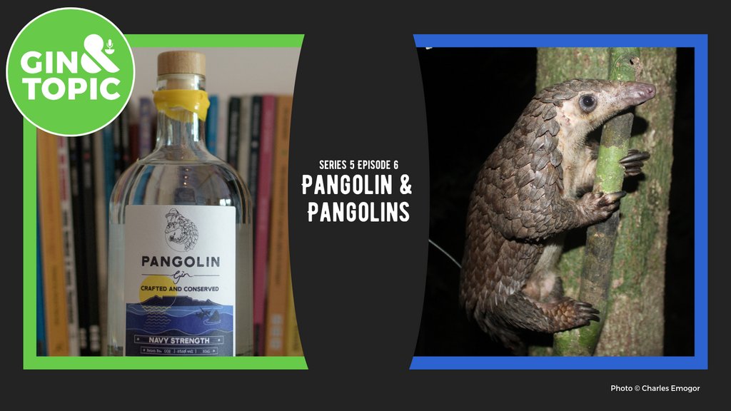 What exactly is a Pangolin and why should we protect them?

Find out tomorrow when we talk to <a href="/CEmogor/">Charles A. Emogor, PhD</a>

Friday 5pm

In the meantime, listen to our Tasting Room now to meet Charles and the <a href="/PangoGin/">Pangolin Gin</a> that we’ll be pairing with this topic.

Cheers!