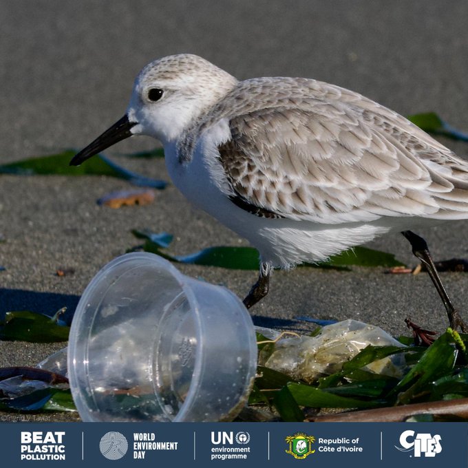 The impacts of #PlasticPollution on marine and terrestrial ecosystems are vast and indiscriminate. 

Learn more about how biodiversity is affected by plastics: genevaenvironmentnetwork.org/resources/upda…… 

Via <a href="/CITES/">CITES</a>