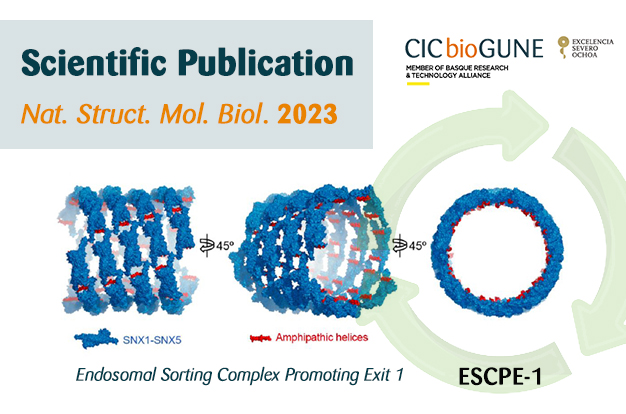 CIC bioGUNE (@cicbiogune) on Twitter photo Researchers from 𝐌𝐞𝐦𝐛𝐫𝐚𝐧𝐞 𝐓𝐫𝐚𝐟𝐟𝐢𝐜𝐤𝐢𝐧𝐠 𝐋𝐚𝐛 <a href="/CICbioGUNE/">CIC bioGUNE</a> <a href="/Ikerbasque/">Ikerbasque</a> <a href="/brta_eus/">BRTA - Basque Research and Technology Alliance</a> uncover the #structure of one of the #cellular machineries for #proteinrecycling ♻️
🧾<a href="/NatureSMB/">NatureStructMolBiol</a> <a href="/Nature/">nature</a>
🎉 Congratulations to all the authors!
🔗 ow.ly/cwP850ONZl1 Researchers from 𝐌𝐞𝐦𝐛𝐫𝐚𝐧𝐞 𝐓𝐫𝐚𝐟𝐟𝐢𝐜𝐤𝐢𝐧𝐠 𝐋𝐚𝐛 <a href="/CICbioGUNE/">CIC bioGUNE</a> <a href="/Ikerbasque/">Ikerbasque</a> <a href="/brta_eus/">BRTA - Basque Research and Technology Alliance</a> uncover the #structure of one of the #cellular machineries for #proteinrecycling ♻️
🧾<a href="/NatureSMB/">NatureStructMolBiol</a> <a href="/Nature/">nature</a>
🎉 Congratulations to all the authors!
🔗 ow.ly/cwP850ONZl1