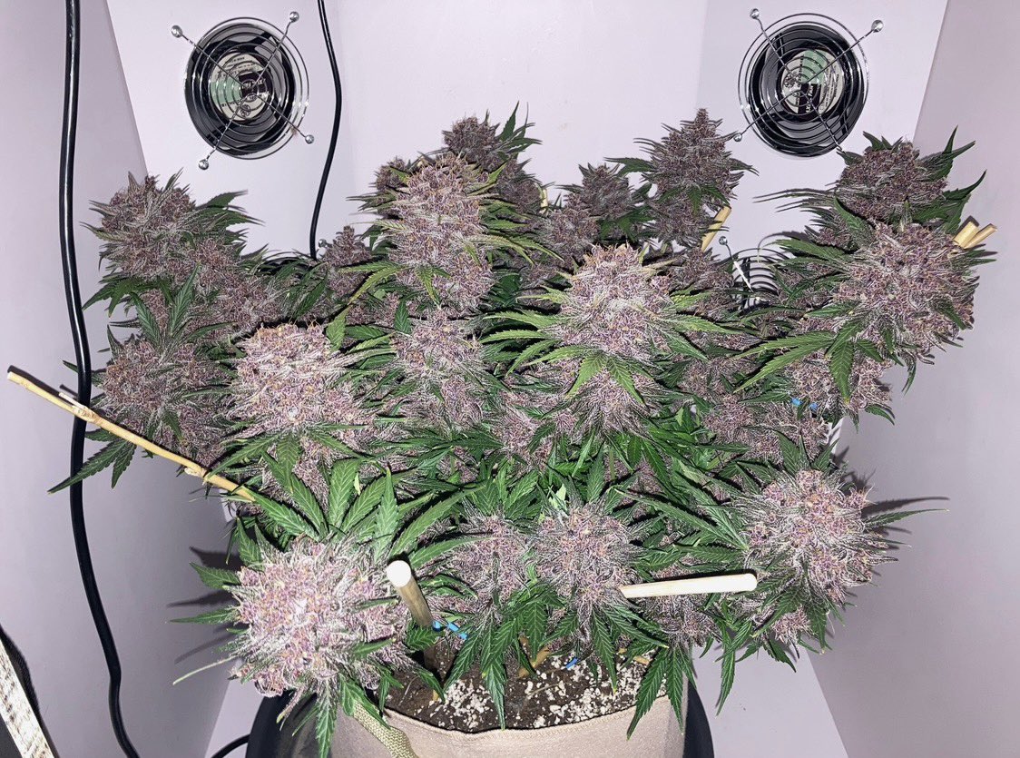 TheArmoireStore's tweet photo. Real customers. Real results. Home growing in The Armoire: easy, discreet, no smell, looks like furniture. With Concierge Support - we will teach you to grow.
https://t.co/LNkQxNuyjr
#homegrow #stealthbox #discreet #nosmell #cannabis #stoner #weedmob #WeedLover https://t.co/TgdpdbHJuh