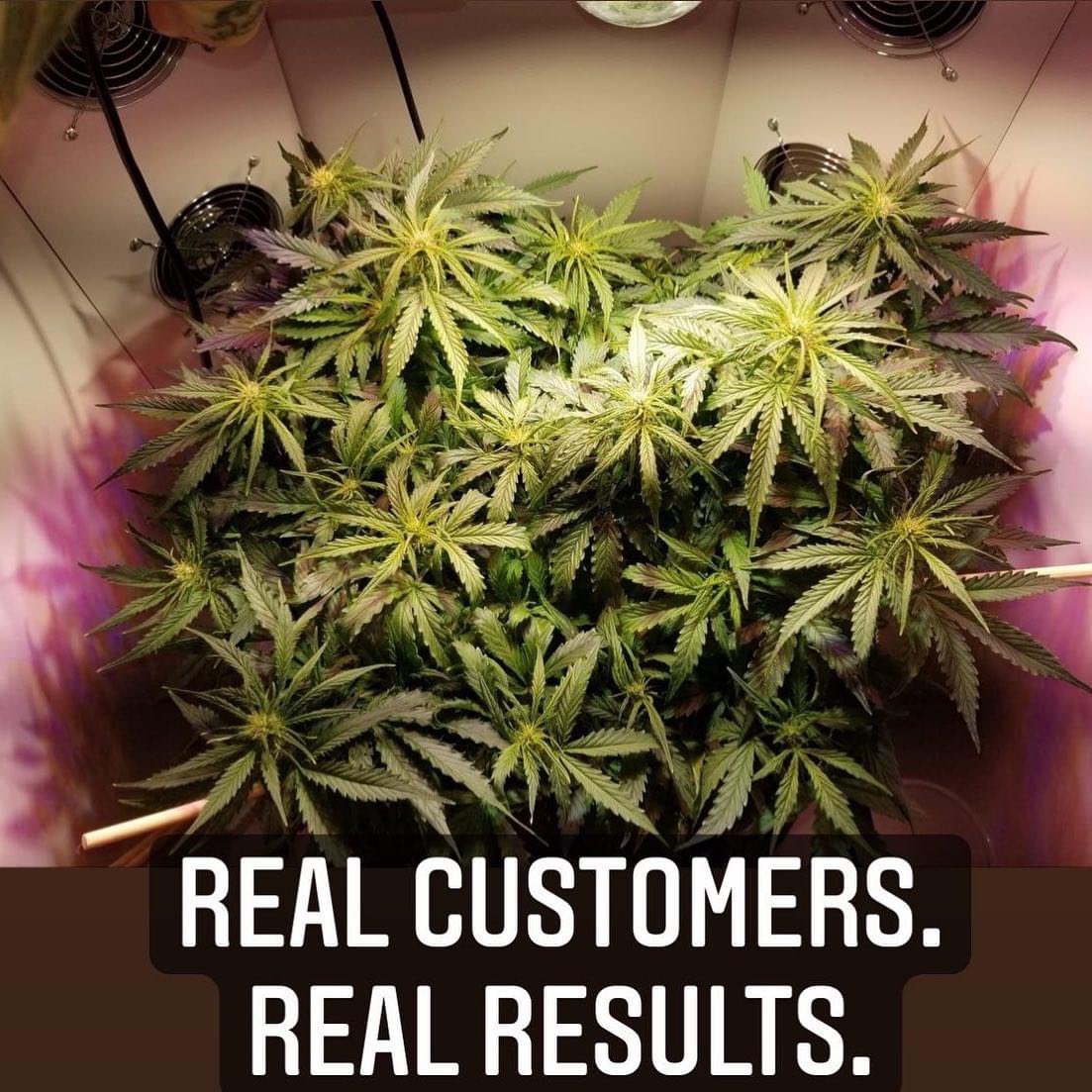 TheArmoireStore's tweet photo. Real customers. Real results. Home growing in The Armoire: easy, discreet, no smell, looks like furniture. With Concierge Support - we will teach you to grow.
https://t.co/LNkQxNuyjr
#homegrow #stealthbox #discreet #nosmell #cannabis #stoner #weedmob #WeedLover https://t.co/TgdpdbHJuh