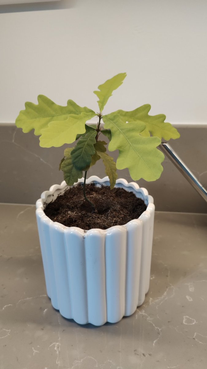 Projekt Bonsai fortsätter. Fick onekligen en växtboost när jag började köra växtnäring 2ggr/veckan👍