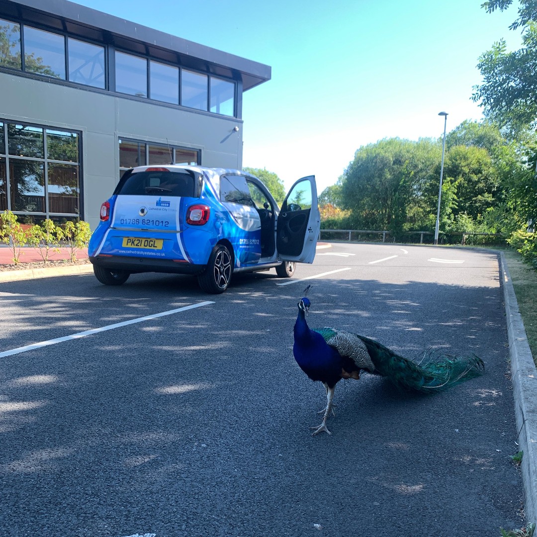 🦚There's a thirsty peacock at Starbucks on the A9 racing me for an iced latte to keep cool 🤣#Dunblane #Stirling #KeepingCool