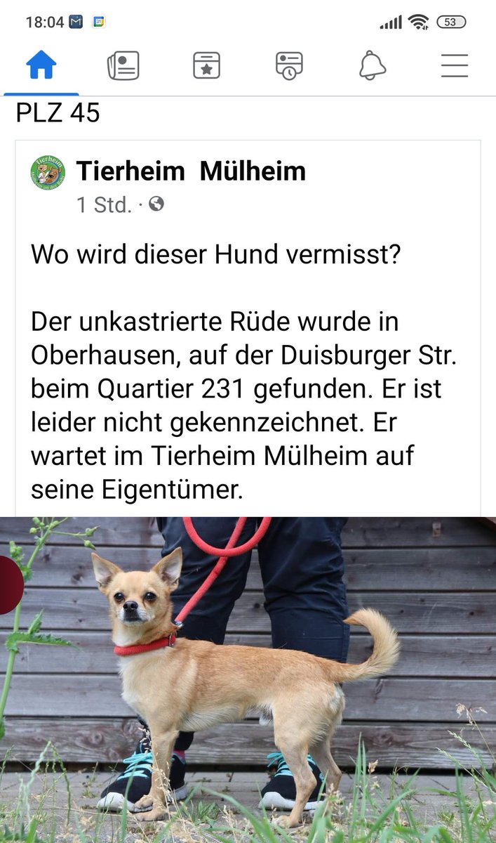 #Oberhausen #Mülheim #Fundhund #Besitzersuche Wer kennt den Hund? #Hinweise