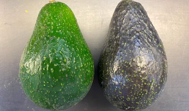 UCRCNAS's tweet photo. University Of California, Riverside to Release A New Avocado Scion Cultivar ‘BL516’ Riverside, CA https://t.co/SZXMecGzGt #avocado #avocados #BL516 #UCRscience #ucr #ucriverside https://t.co/5E4HkcouDi