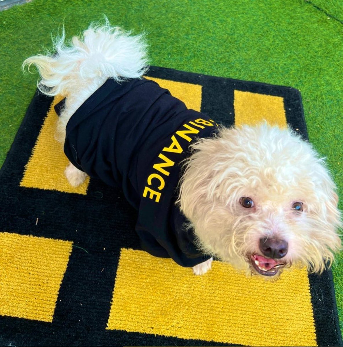 BinanceAfrica's tweet photo. I'm excited to announce that I'm outside to touch grass. 🐶 https://t.co/qOpYrOUynN