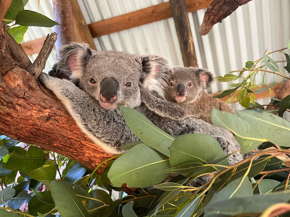 #CaptionThis cozy image of Maya the koala and her joey resting among some leaves. #Koala #Joey #ZooBabies