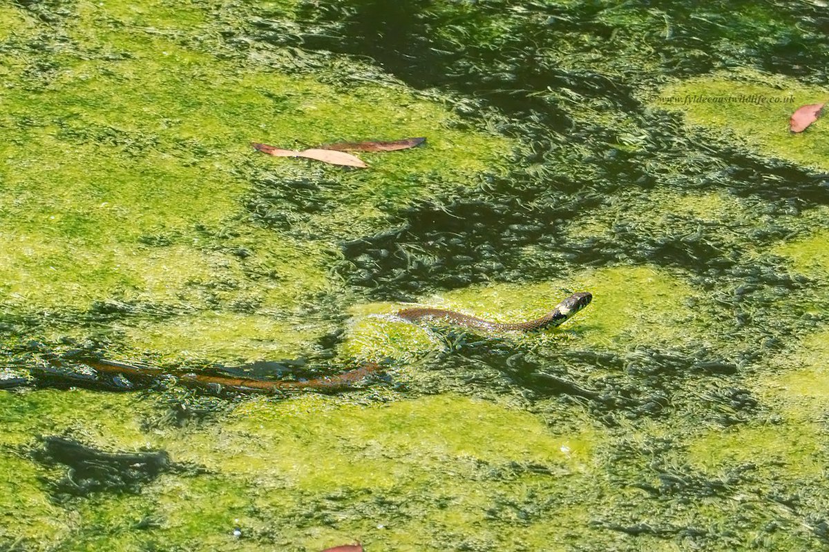 Whilst pond side photographing dragonflies at Parc botanique de Haute Bretagne #Brittany yesterday I disturbed this Grass Snake, which swam off across the pond - it's the 1st time I've seen one swimming, heavy crops as snapped with my 90mm macro lens 🐍