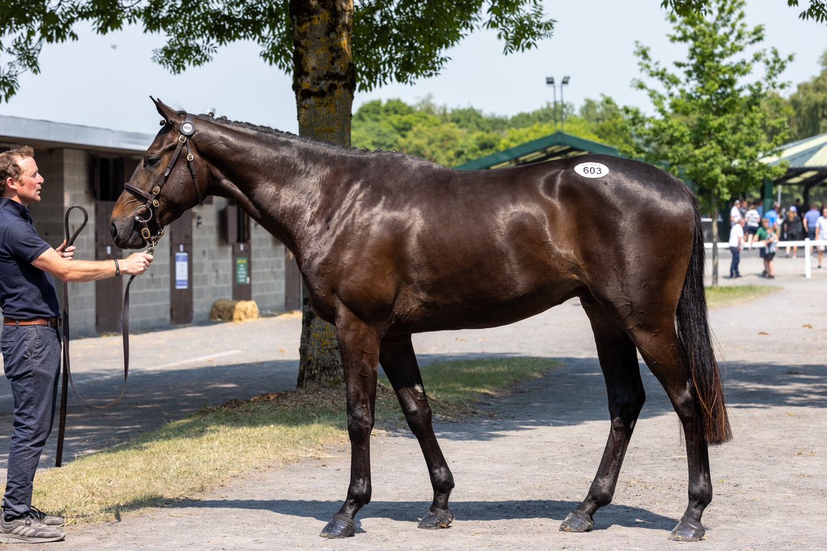 Goffs1866's tweet photo. What a brilliant week for Clifton Farm!🌟

@BleahenBrothers | #GoffsArkle https://t.co/28scePLq5A