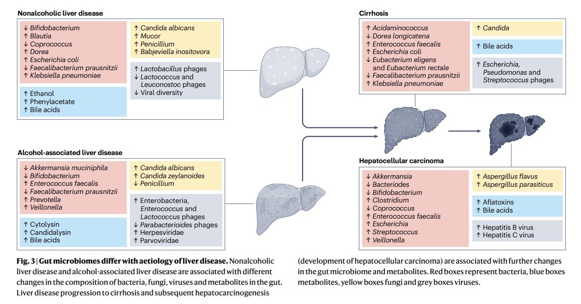 This brilliant and insightful @NatureRevMicro review article on the gut-liver axis and gut microbiota in health and liver disease is a must-read→jmp.sh/pW7joscF @CynthiaLHsu @Bernd_Schnabl #NAFLD #NASH #microbiota #livertwitter #medtwitter