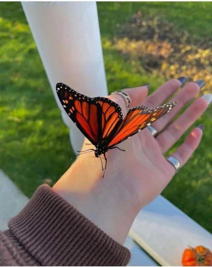 قد تكون أنت الرائع وأنت لاتدري
الروعة بروحك الصافيةأن تجبر خاطر أن تعطي أمل كل يوم وأنت لاتدري لكل من حولك
الفراشات لاتعرف ألوان أجنحتها ولكن أعين البشر تعرف مدى روعتها
أنت لاتعرف مدى روعتك لكن هناك من البشر من يعرف مدى أهميتك وروعتك 
#ثم
وعلىٰ طهارة قلبك ترزق ؛ فلا تُبالِ😍..!