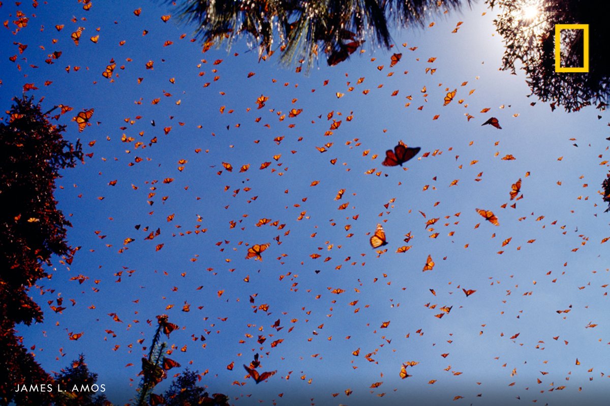 NatGeo's tweet photo. Monarch butterflies (Danaus plexippus) leave their winter home in Mexico and migrate back North https://t.co/62cHptgmXi