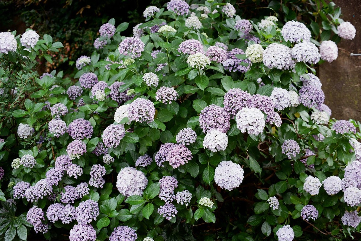 雨の日の
#紫陽花
#kodak 
#kodakcolorplus200 
#olympusom1 
#developed_by_frame