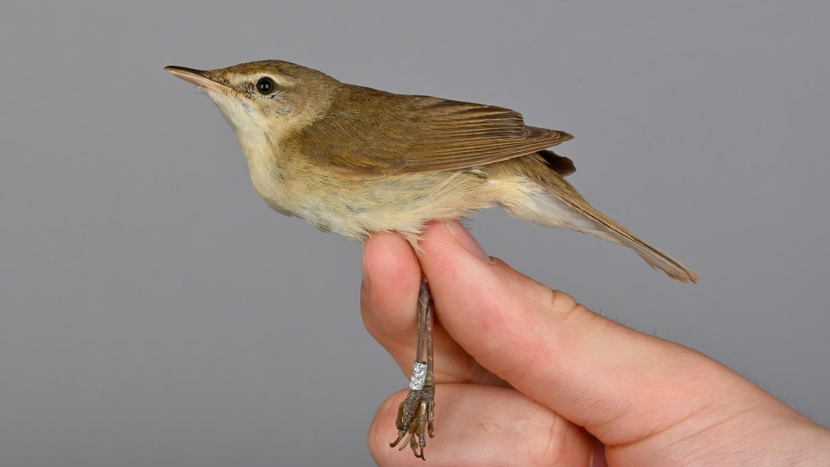 OttenbyBO's tweet photo. This morning marked the end of the spring season here at Ottenby! During one of the rounds we trapped a Blyth’s Reed Warbler together with its close relatives Common Reed and Marsh Warbler.
#ottenby #birdringing #birdbanding #springmigration #Sweden https://t.co/ILQmeFJcEx