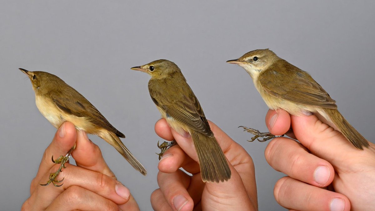 This morning marked the end of the spring season here at Ottenby! During one of the rounds we trapped a Blyth’s Reed Warbler together with its close relatives Common Reed and Marsh Warbler.

#ottenby #birdringing #birdbanding #springmigration #Sweden