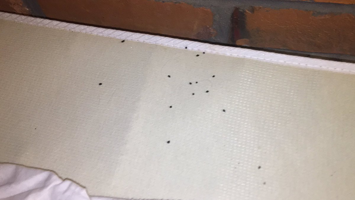 LEKOVISION's tweet photo. Hey @TravelodgeCa @TravelodgeUK @TravelodgeCan, what the hell is this?

Looks like mouse droppings or bed bugs between the mattress and box spring?

Your staff who came to the room to look at it, never apologized and just suggested to use the “other” bed.

What customer service? https://t.co/3v4aQNwL1a