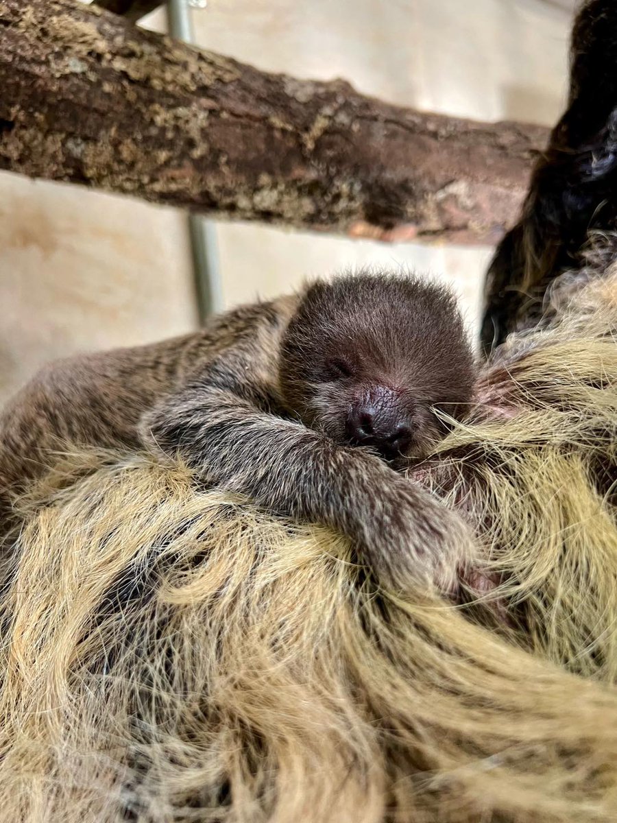 Help us choose a name for our sleepy little sloth! Vote on the 2 names the keepers have selected: "Swift" or "Juno" form.jotform.com/231654374831155