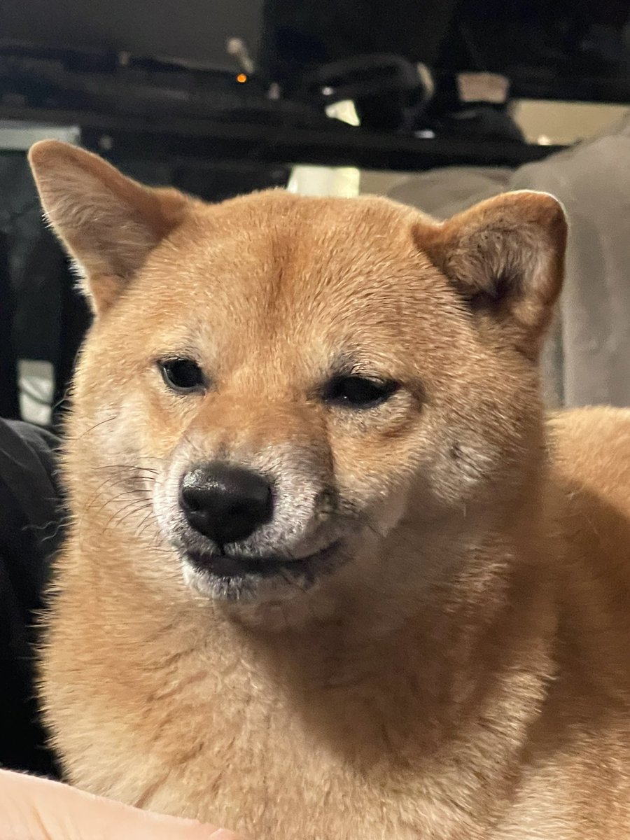 guppies! tweet media