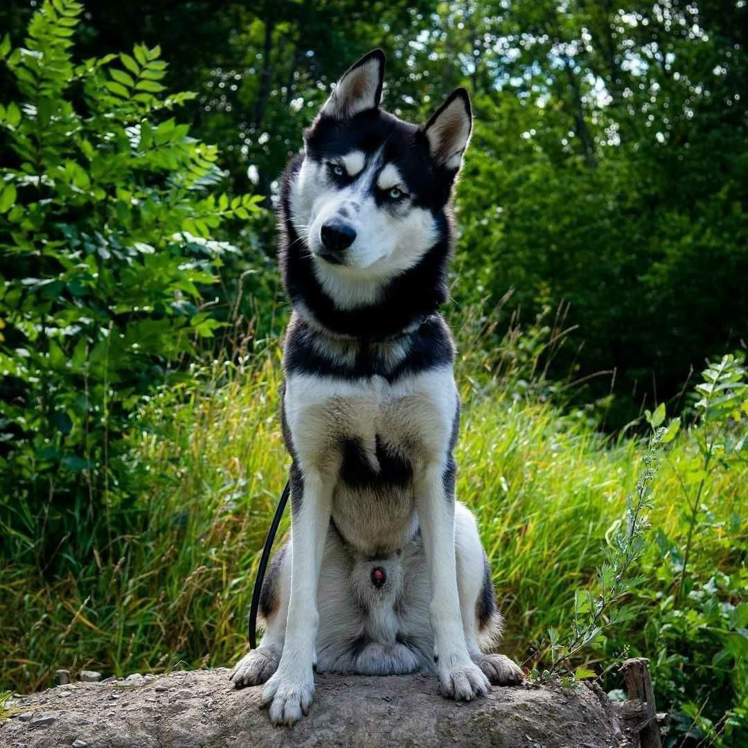 CK9Bot's tweet photo. 🐶 Our captivating canine of the hour: Siberian Husky 

🔗 Learn more: https://t.co/dDGgT81vYB https://t.co/vQxQ1BxHtl