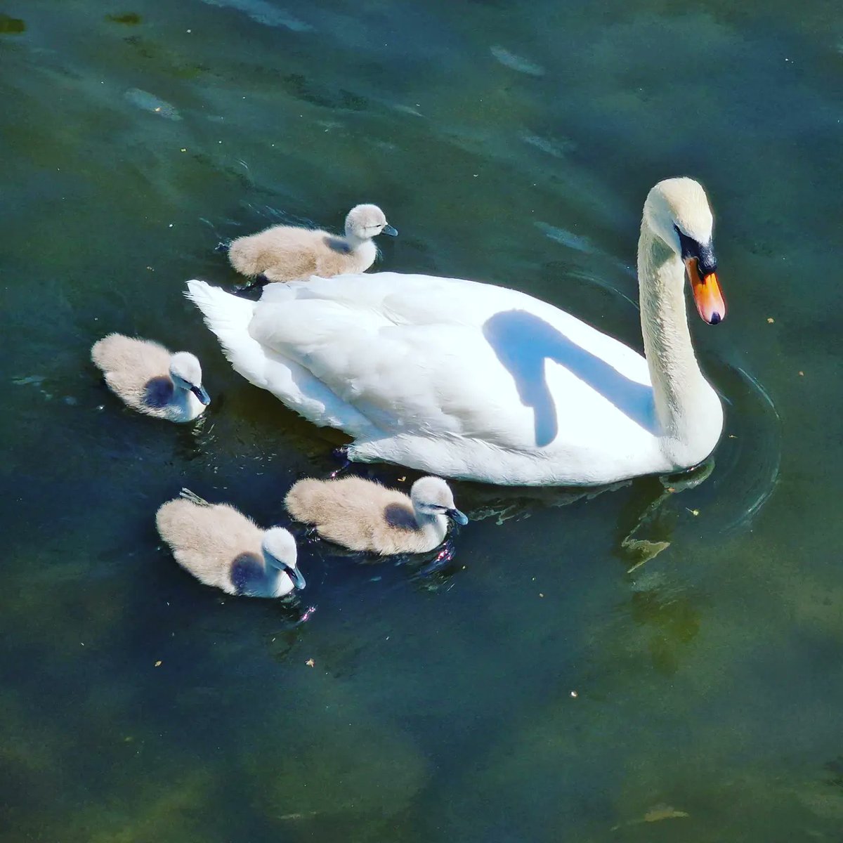 I found baby swans 😍 Cygnets are so adorable when tiny 🦢💙💚

#babyanimals #wildlifephotography #animalphotography #swans #cygnets