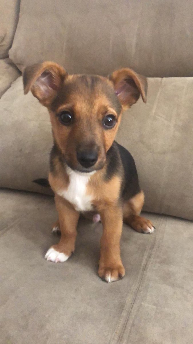 Mi hermano tiene en acogida a este perrito. En Málaga capital, busca familia 🥺

Se agradece RT y difusión ☺️