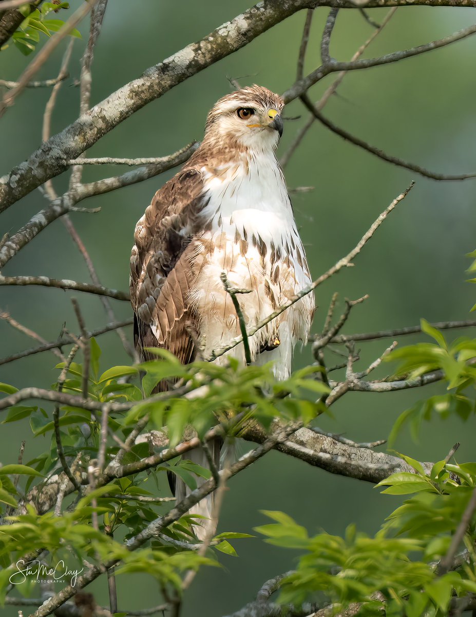 Red Tailed Hawk #BirdsOfTwitter #BirdsOfPrey