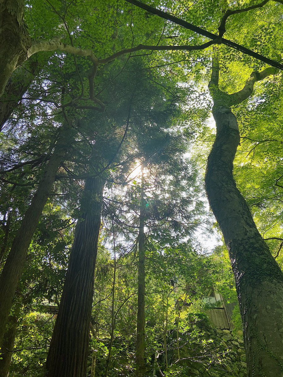 m_623_k's tweet photo. 見てるだけで涼しい🌿 https://t.co/UWSnIrDmLQ