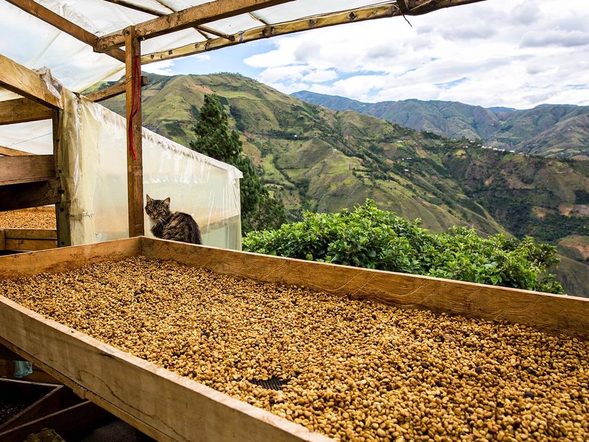 Our Aponte Honey drying in Nariño, Colombia! Now throughout June for our birthday month, we are offering a Buy Two Get One Free special for all Microlots and Reserve Lots. Check out the link in our bio to get your boxes today!

l8r.it/9fww