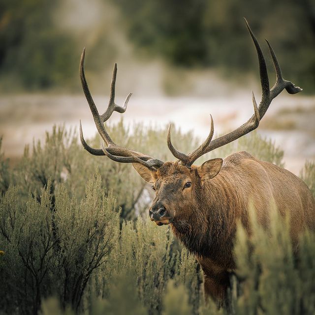 Rocky Mountain Elk Foundation tweet media