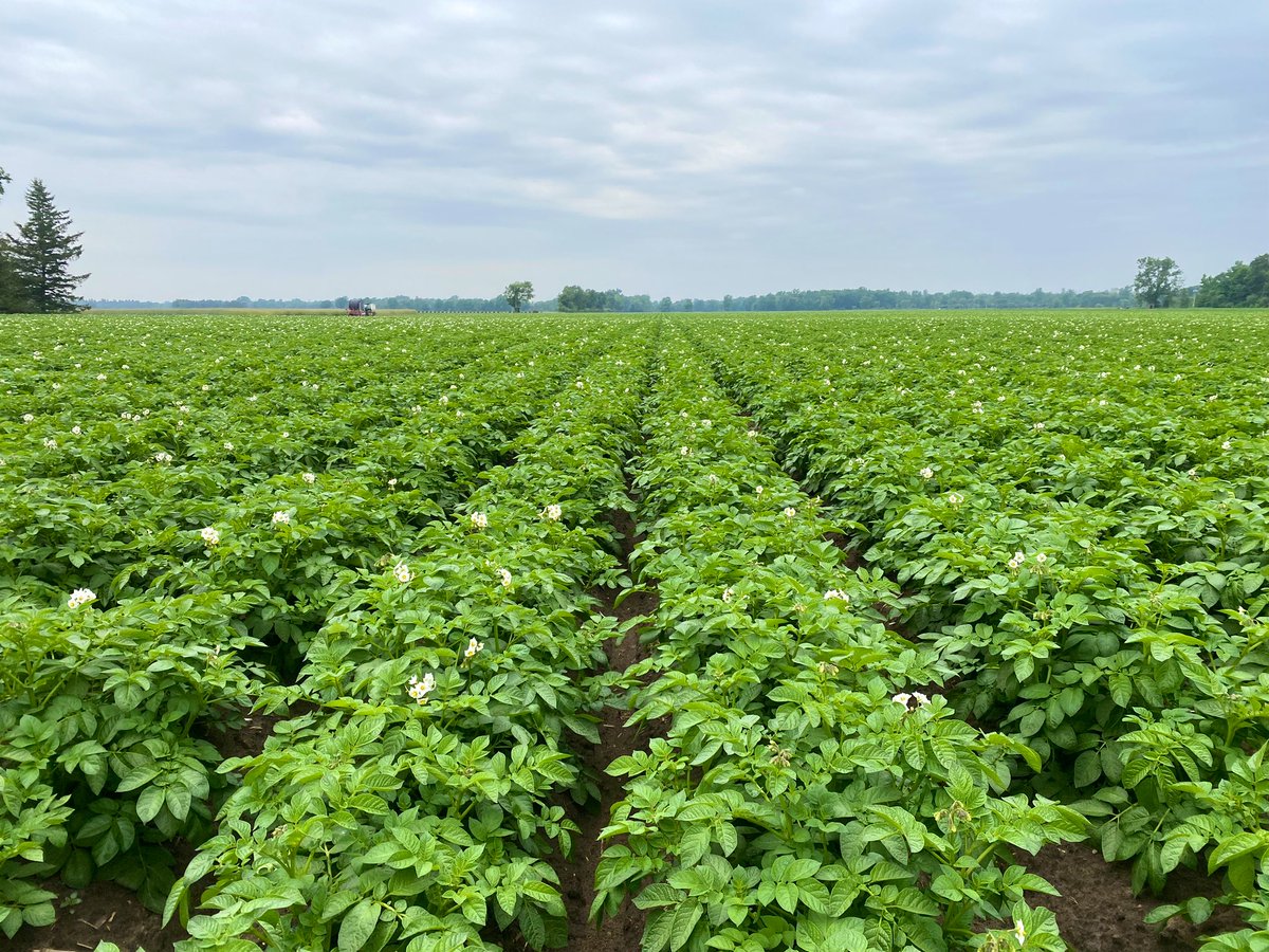 Toured our potato crops this morning with @alpinepfl. These #Envols were planted April 19th and we’re seeing some beautiful growth! #ontag #loveontfood