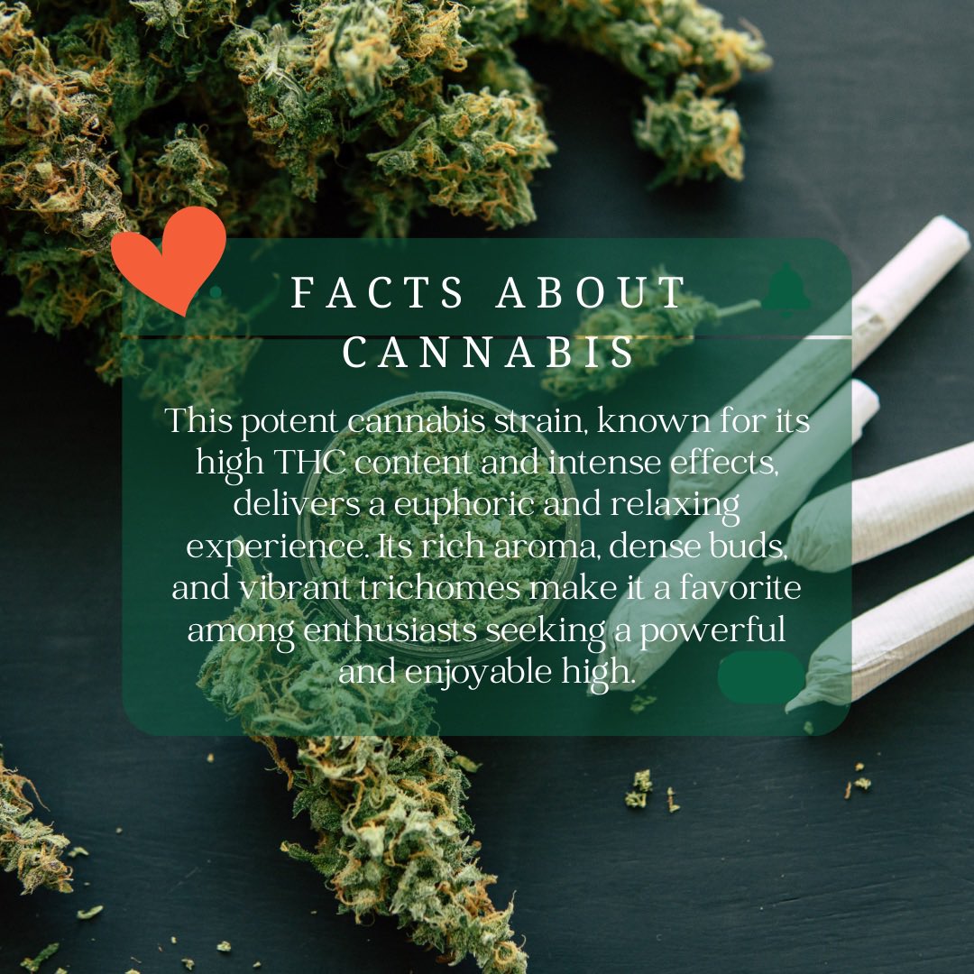 HiDreamsFarm's tweet photo. 🪬🌱 Introducing: "Euphoric Bliss 

✅ A Potent Cannabis Strain with Intense Effects, Rich Aroma, and Powerful High!

#hidreamsclub #highdreams #weel  #smoke #ucla #losangeles #california #cultivation #cannabis https://t.co/ETNHONP7dl