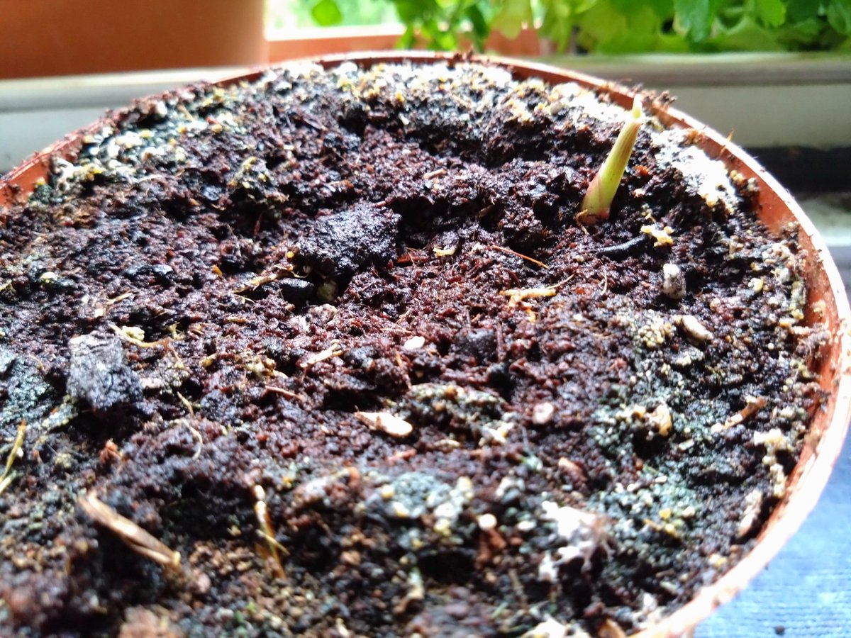 andreas_spr's tweet photo. Zwischen diesen beiden Bildern derselben Pflanze liegen zwei Wochen. 😱
#plantcontent https://t.co/qdviUzIlzy