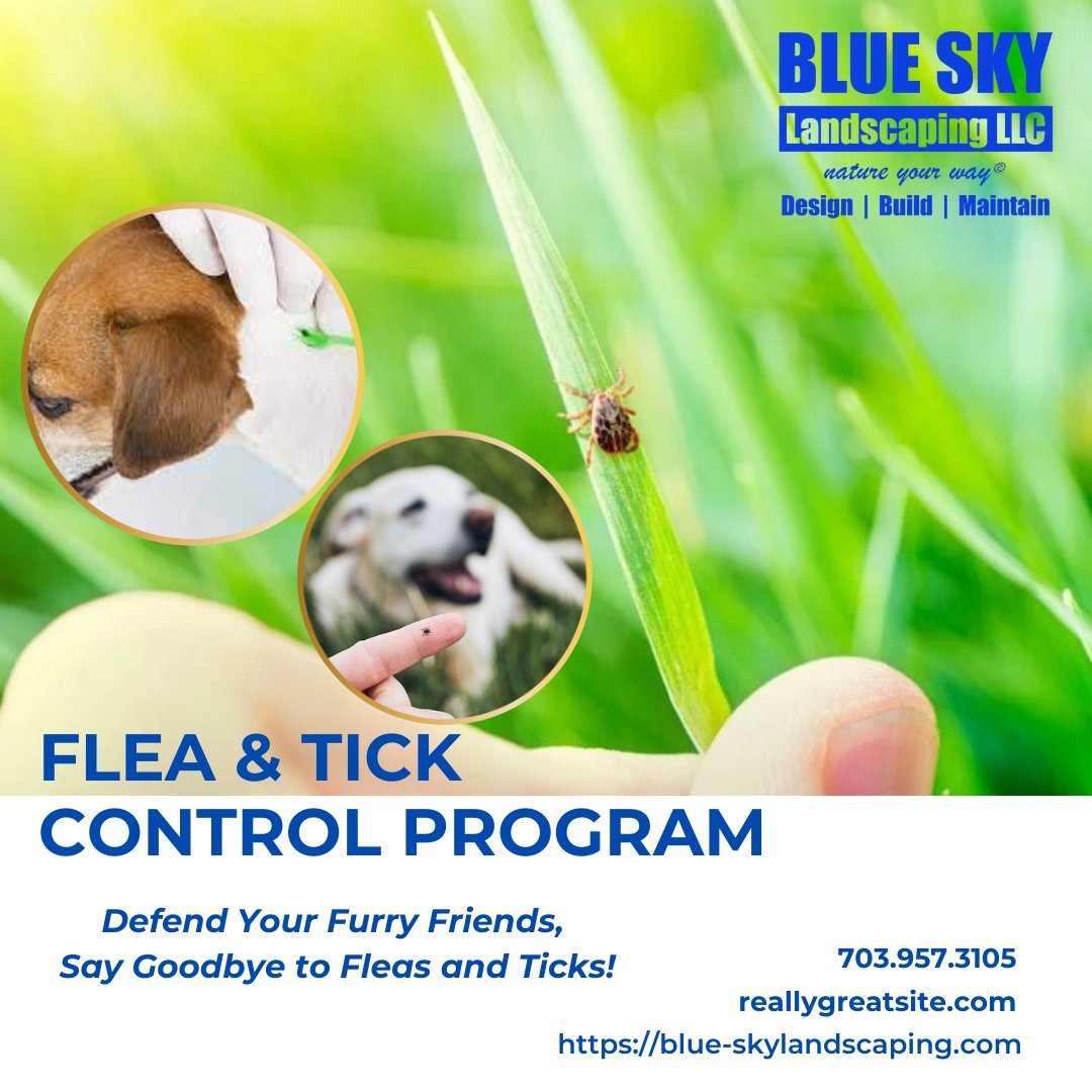 Make your yard a haven for outdoor activities, not a breeding ground for fleas and ticks! Blue Sky Landscaping offers a tailored flea and ticks control program to keep your property pest-free. Enjoy a beautiful landscape without unwanted guests. 🏞️🐜 #pestmanagement #outdoorfun