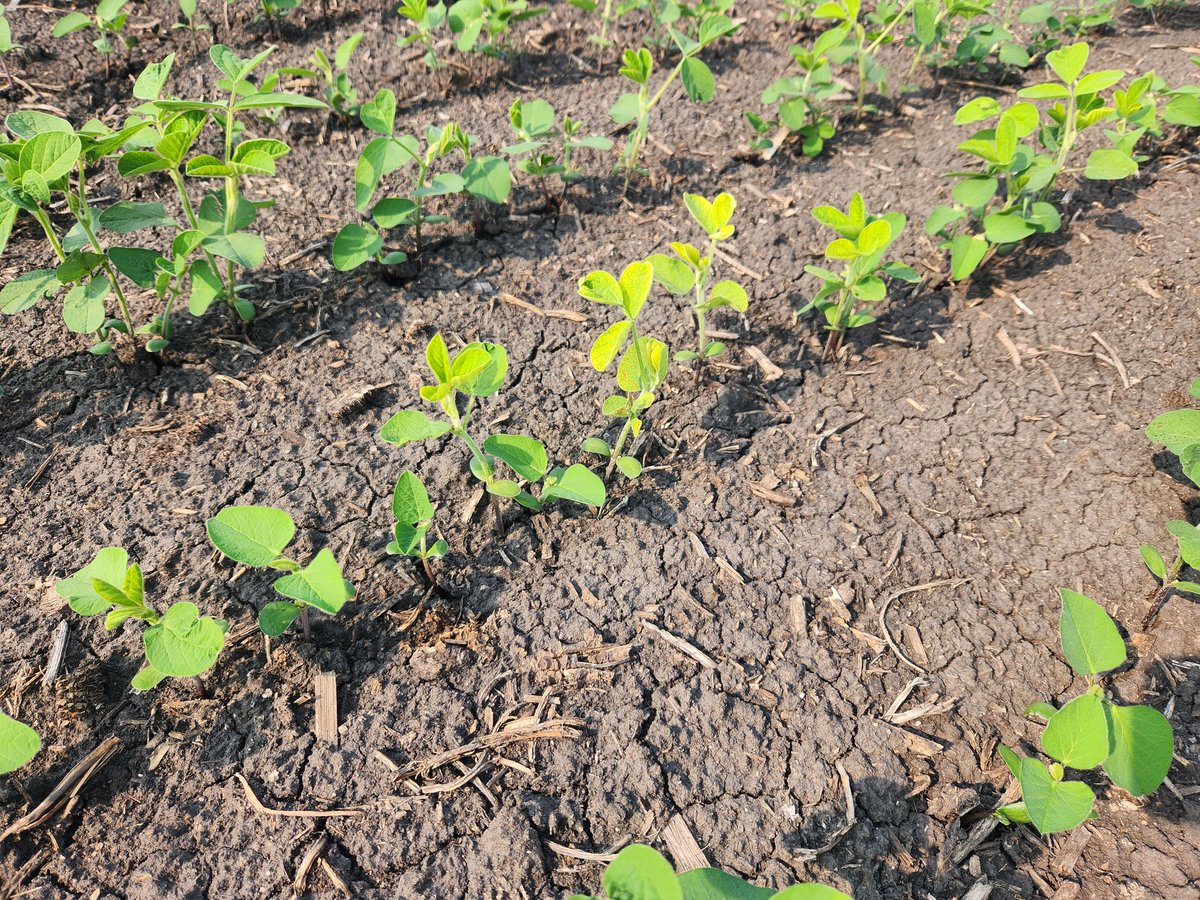 29Tim's tweet image. Kinda cool, but not, we can see exactly which plants have the 2nd trifoliate emerging.  IDC almost instantly moves in.